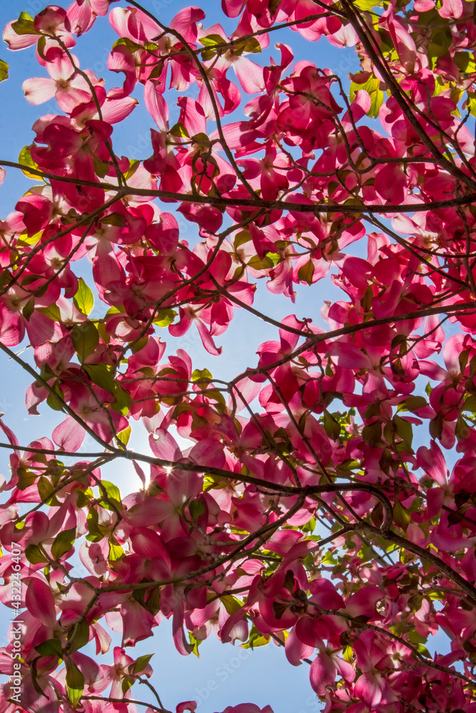 Looking up into the canopy of blossoms on a dogwood tree, with the morning sun