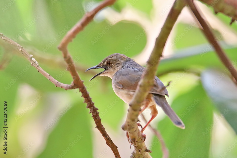 Obraz premium flycatcher on a branch