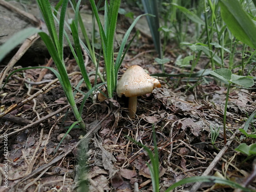 White spring mushroom in green grass