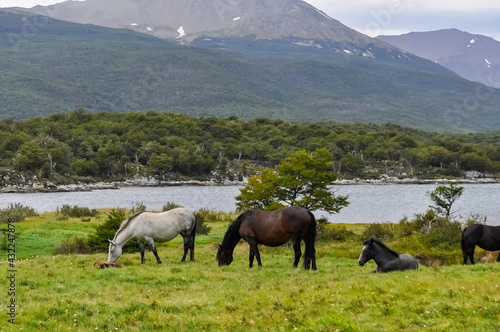 horses in the meadow with mountains in the background