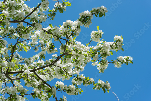 white wild apple tree blossoms on a blue sky background