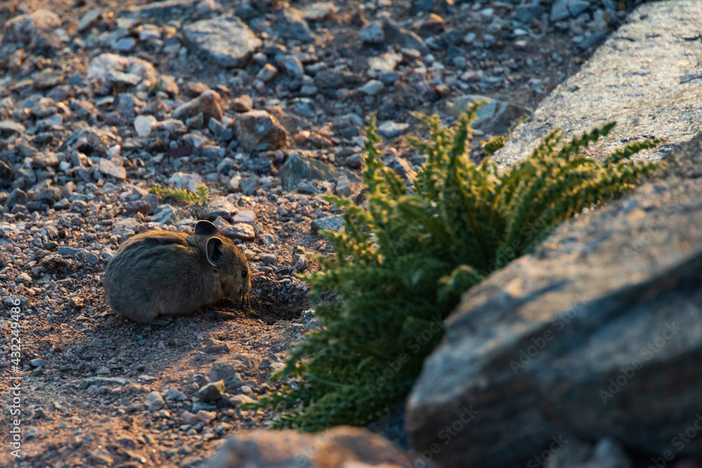 Obraz premium Pika foraging on the ground next to rocks and shrub at sunset 