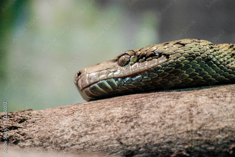 Fototapeta premium A Pyton