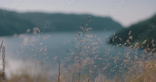 grass moving with the wind fjord in background norway close up detail nature 4k