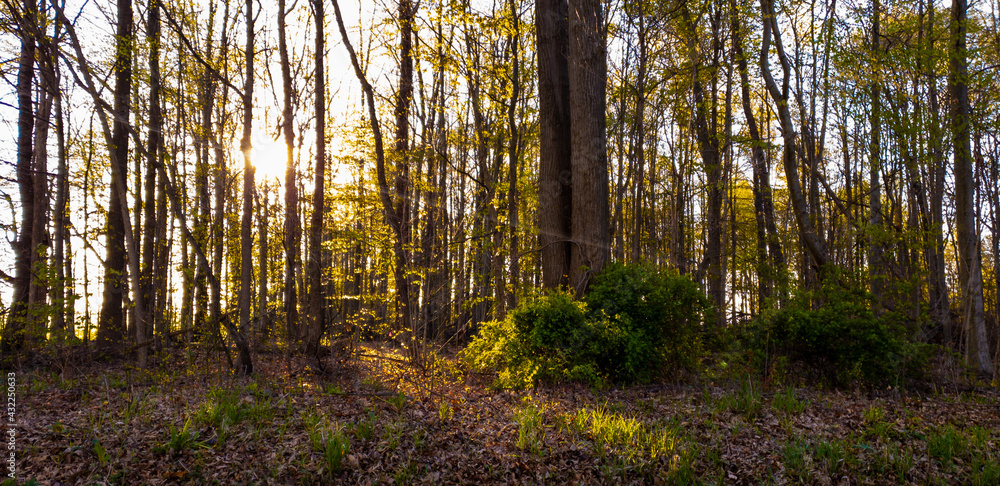 Fototapeta premium sunrise in the forest