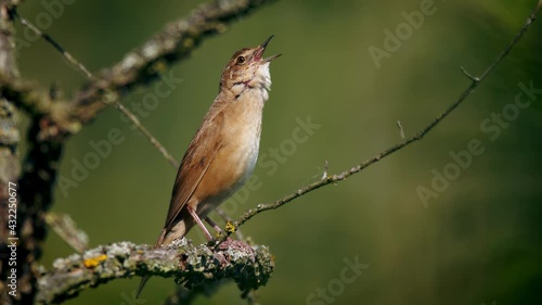 Savi’s warbler (Locustella luscinioides) singing, European bird song, funny call at the water photo