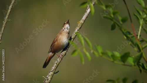 Savi’s warbler (Locustella luscinioides) singing, European bird song, funny call at the water photo