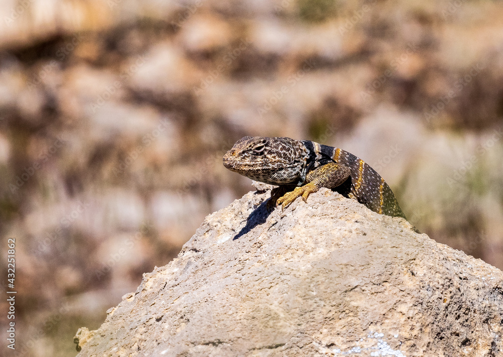 Great Basin Collared Lizard 3 Great Basin Collared Lizard 3
