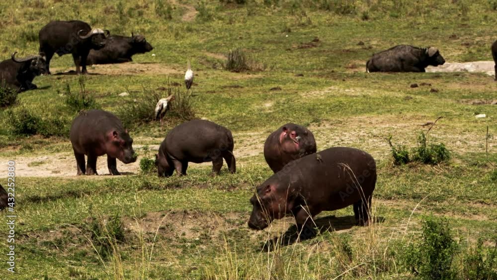 A group of Hippos (Hippopotamus amphibius) and African Buffalos (Syncerus caffer) laying around on the green Kenyan grass. The hippos have many small birds on them, showing a symbiotic relationship. A group of Hippos (Hippopotamus amphibius) and African Buffalos (Syncerus caffer) laying around on the green Kenyan grass. The hippos have many small birds on them, showing a symbiotic relationship.