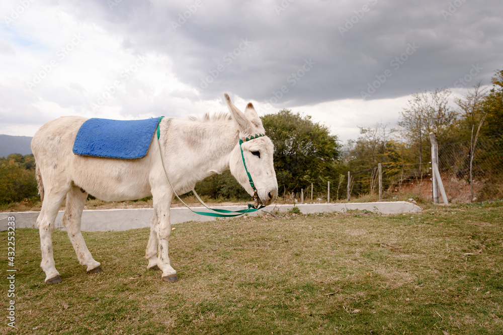 Burro blanco en el campo Burro blanco en el campo