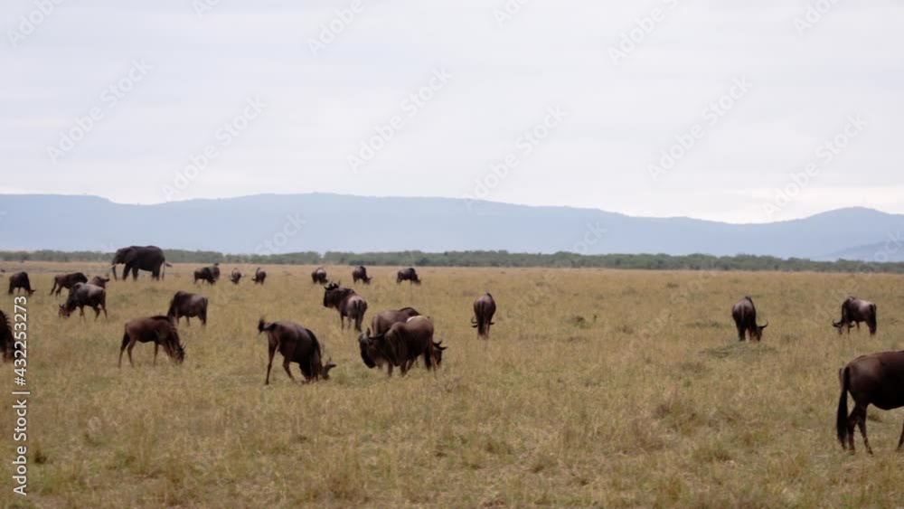 A field full of grazing African elephants (Loxodonta africana) and African buffalos (Syncerus caffer). The Kenyan national parks have gorgeous grass, with sun shining up over them. A field full of grazing African elephants (Loxodonta africana) and African buffalos (Syncerus caffer). The Kenyan national parks have gorgeous grass, with sun shining up over them.