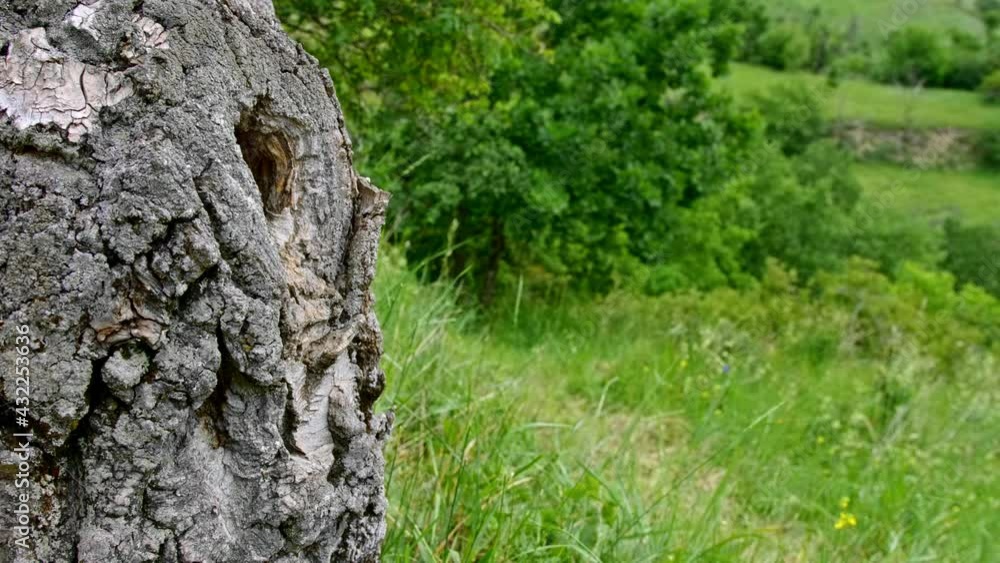 Eurasian hoopoe (Upupa epops) flying, bird flight in slow motion, nesting in a tree hollow Eurasian hoopoe (Upupa epops) flying, bird flight in slow motion, nesting in a tree hollow