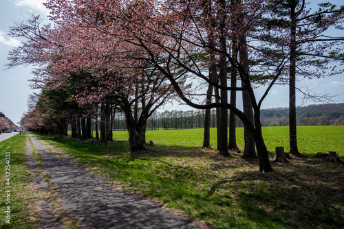 春の新ひだか町 静内二十間道路桜並木の桜
