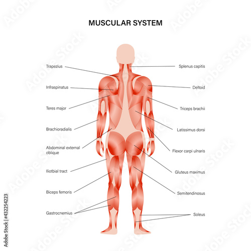 Human muscular system