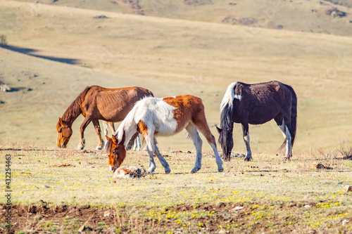 several horses of different colors and breeds graze and fatten on the spring stony meadow, among the high mountains eat fresh grass
