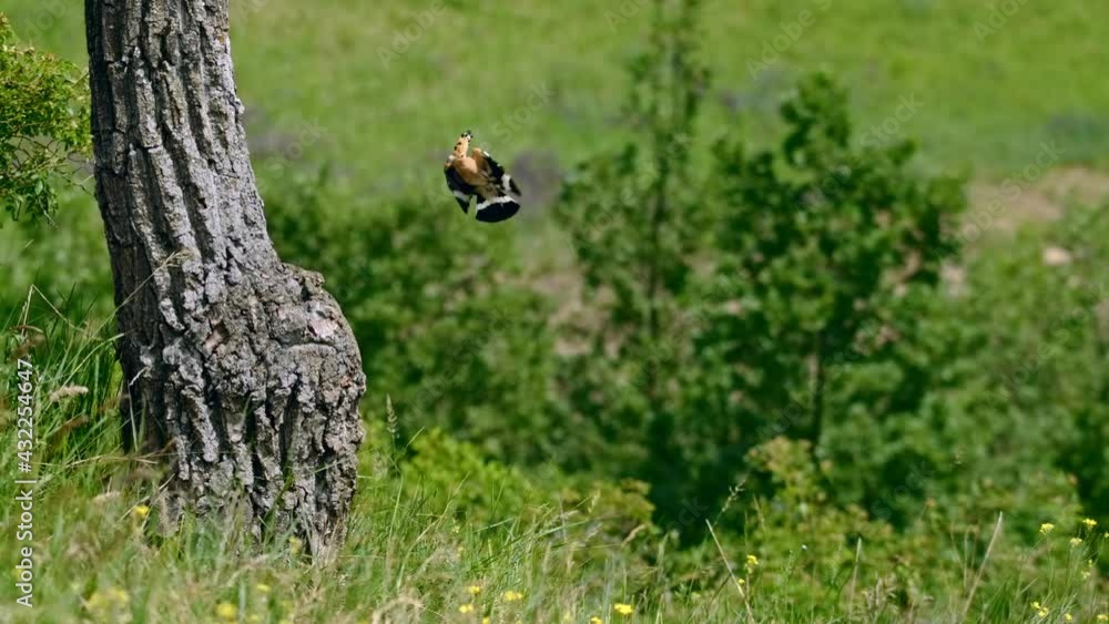 Eurasian hoopoe (Upupa epops) flying, bird flight in slow motion, nesting in a tree hollow