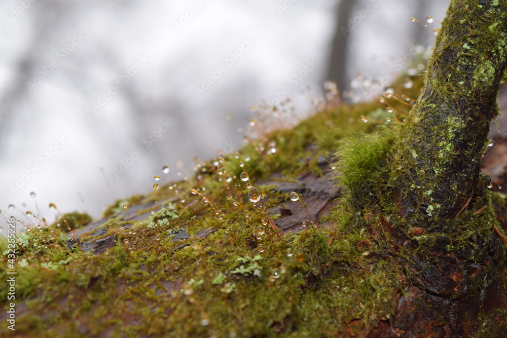 Little droplets of dew on the tree trunk moss Little droplets of dew on the tree trunk moss