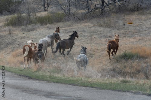 Herd of wild horses galloping up a hill