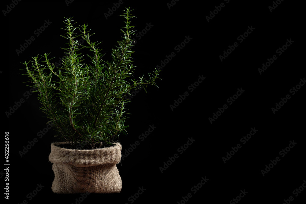 Rosemary plant in a small sack basket isolated on black. Rosemary plant in a small sack basket isolated on black.