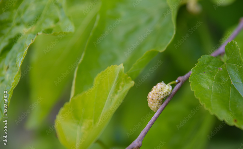 white mulberry on the branch, sweet, juicy, ripe, light bokeh, Mature fruit of the white mulberry, white mulberry, mulberry berries on a tree branch, white mulberry fruit white mulberry on the branch, sweet, juicy, ripe, light bokeh, Mature fruit of the white mulberry, white mulberry, mulberry berries on a tree branch, white mulberry fruit