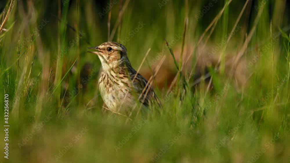 Woodlark (Lullula arborea) foraging for food on the ground, European bird singing, call Woodlark (Lullula arborea) foraging for food on the ground, European bird singing, call