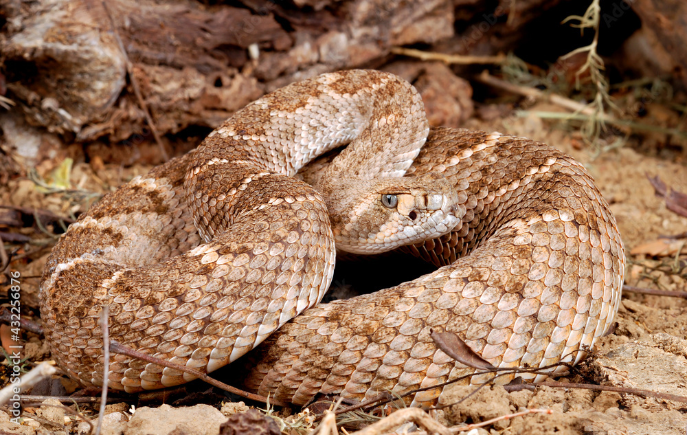 Western Diamondback Rattlesnake (Crotalus atrox) Western Diamondback Rattlesnake (Crotalus atrox)