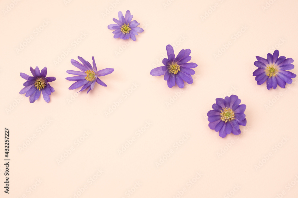 Beautiful violet wind flower blooms on blush background, floral falt lay Beautiful violet wind flower blooms on blush background, floral falt lay