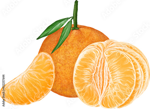 Fresh tangerines clementines mandarin citrus fruit illustration