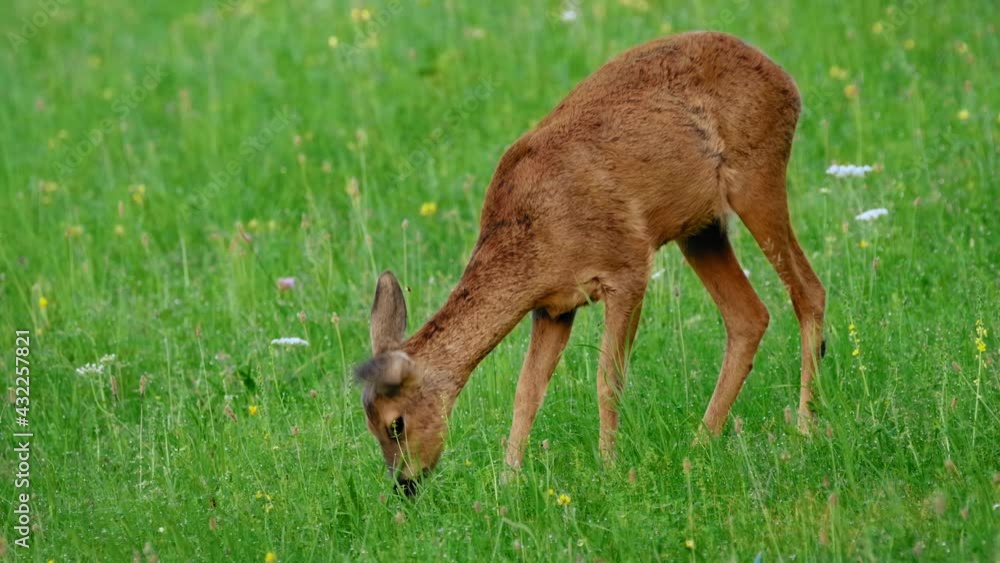 European roe deer (Capreolus capreolus) grazing, doe foraging on grass, animal in meadow European roe deer (Capreolus capreolus) grazing, doe foraging on grass, animal in meadow