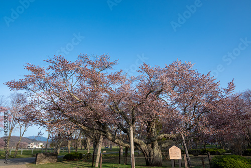 春の浦河町 優駿さくらロードの桜 