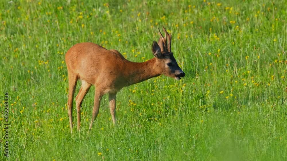 European roe deer (Capreolus capreolus) male buck in rut looking for female European roe deer (Capreolus capreolus) male buck in rut looking for female