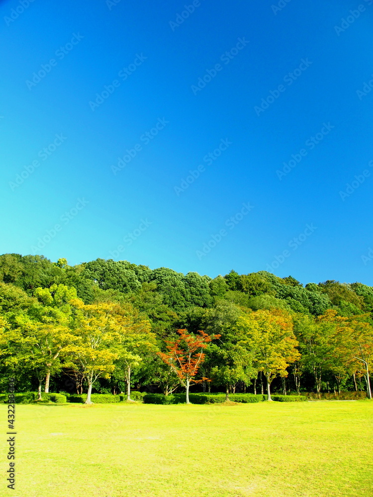 秋の1世紀の森と広場の黄葉風景