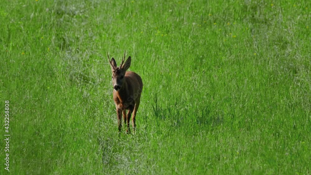 European roe deer (Capreolus capreolus) male buck in rut looking for female European roe deer (Capreolus capreolus) male buck in rut looking for female
