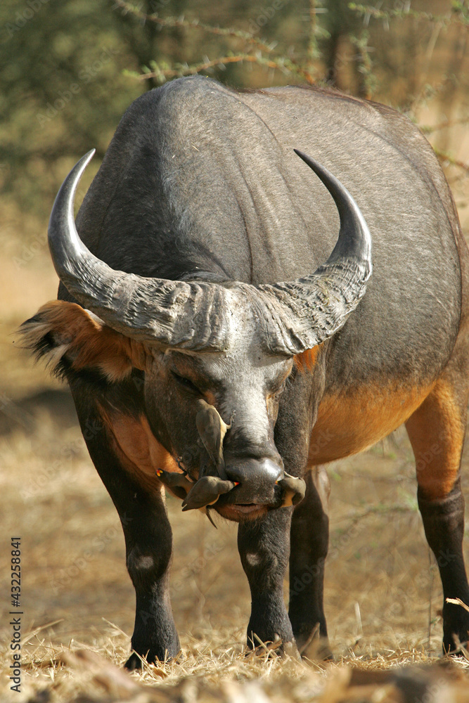 Obraz premium Buffle Nain (syncerus cafer nanus)