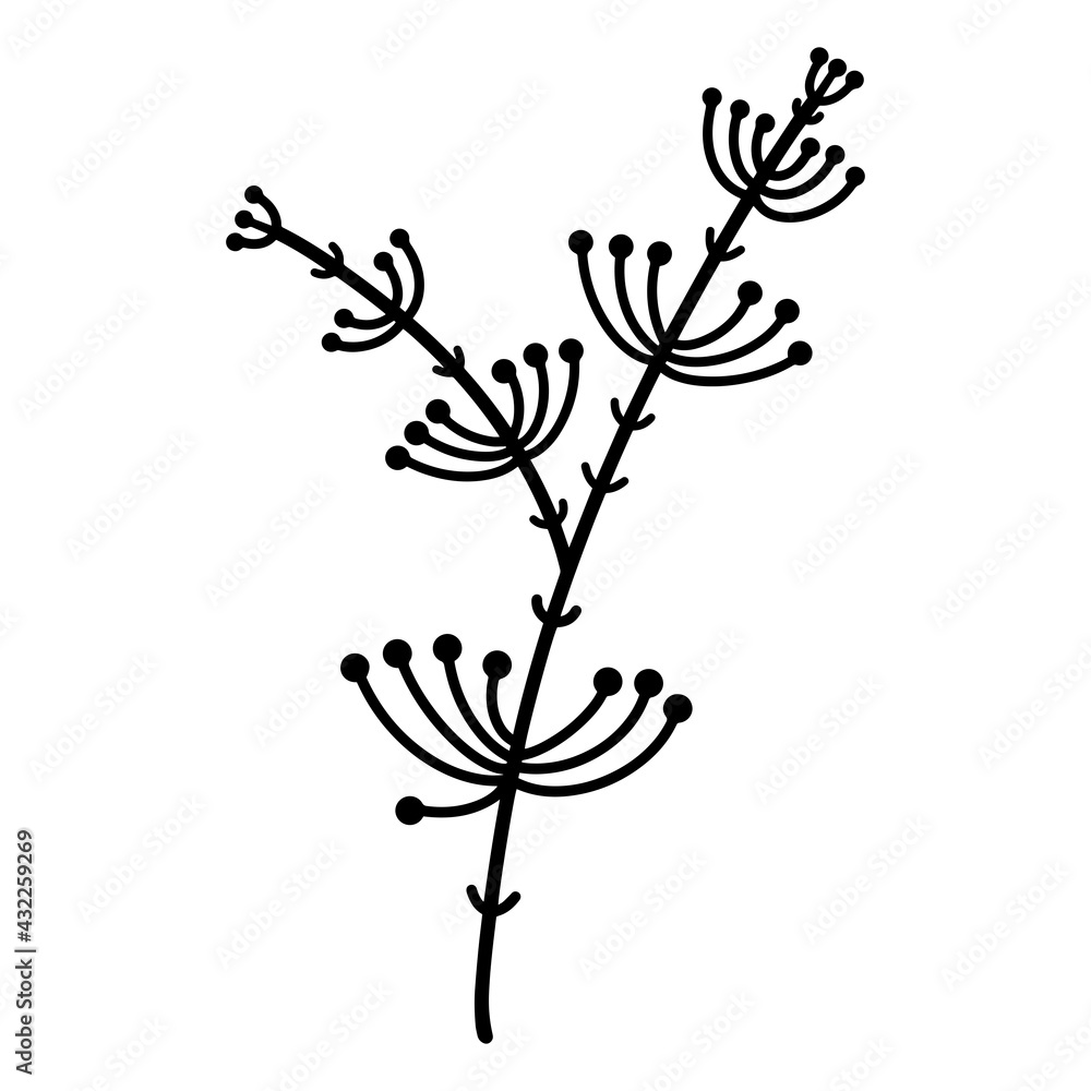 Vector illustration of a branch with leaves and inflorescences. Hand drawn grass outline, black doodle. Botanical element, umbrella plant isolated on white background