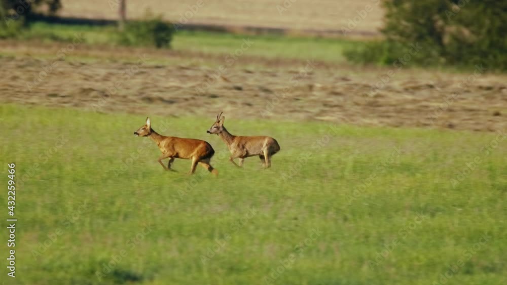 European roe deer (Capreolus capreolus) male buck in rut chasing a female doe, animals running European roe deer (Capreolus capreolus) male buck in rut chasing a female doe, animals running