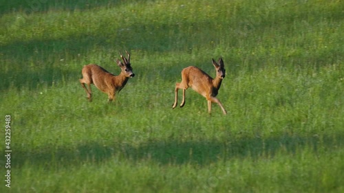 European roe deer (Capreolus capreolus) male buck in rut chasing a female doe, animals running