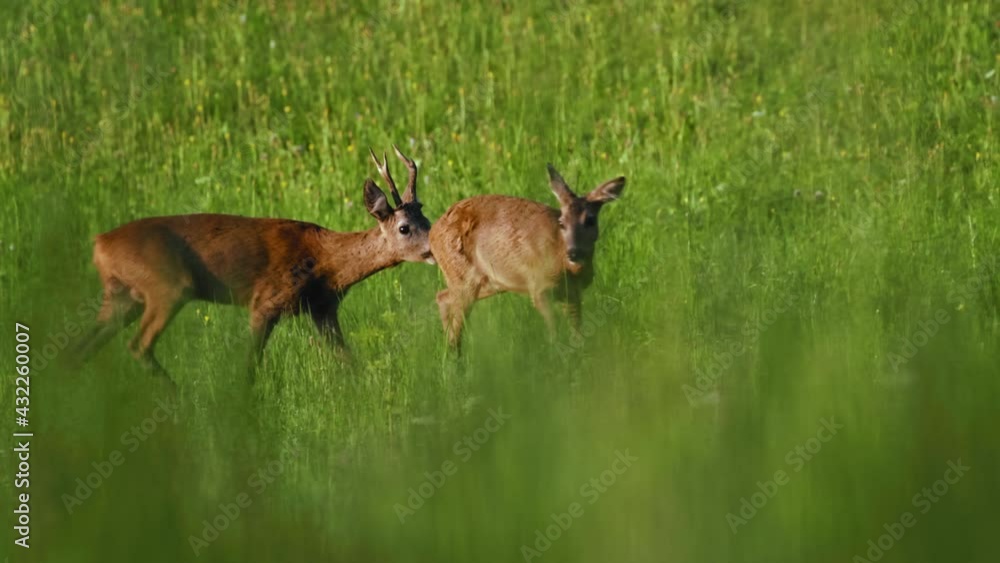 European roe deer (Capreolus capreolus) male buck in rut chasing a female doe, animals running European roe deer (Capreolus capreolus) male buck in rut chasing a female doe, animals running