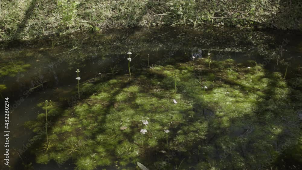 Close up shot the small pond with some alga and wildflower growing in the middle. Close up shot the small pond with some alga and wildflower growing in the middle.