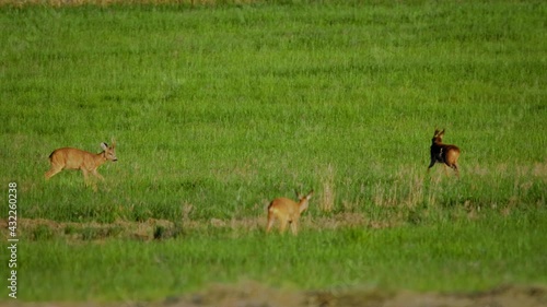 European roe deer (Capreolus capreolus) male bucks fighting, duel, animals in rut