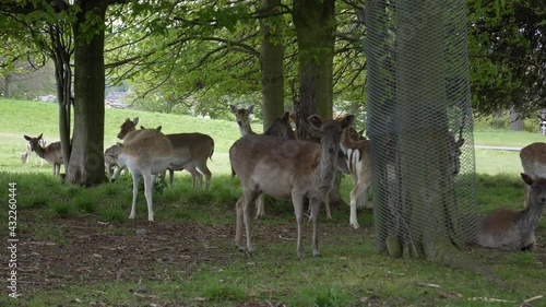 Fallow Deer - Herd Of Deer Resting Under The Trees At Phoenix Park In Dublin, Ireland. - static photo