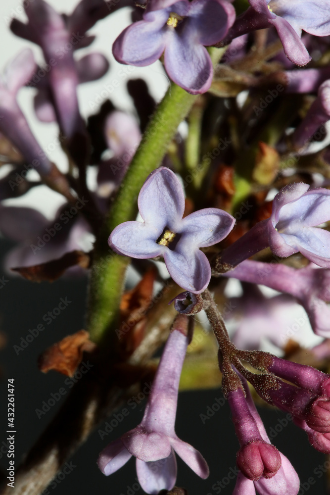 Obraz premium Purple flower blossom macro background Syringa vulgaris family oleaceae botanical modern high quality big size print