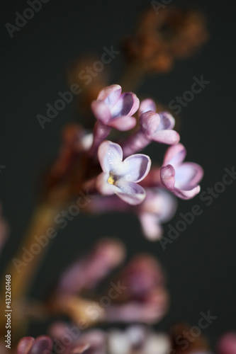 Purple flower blossom macro background Syringa vulgaris family oleaceae botanical modern high quality big size print