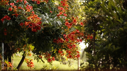 red and green leaves