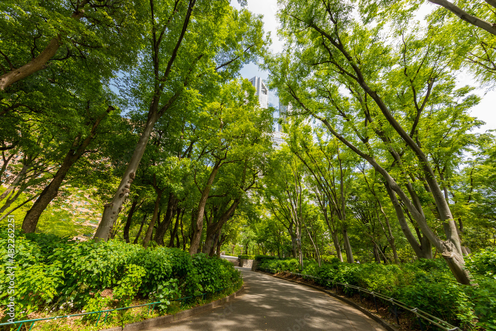 Fototapeta premium 新宿中央公園