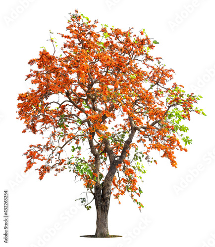 Flame tree or Royal Poinciana or Flame-boyant on isolated, an evergreen leaves plant di cut on white background with clipping path.