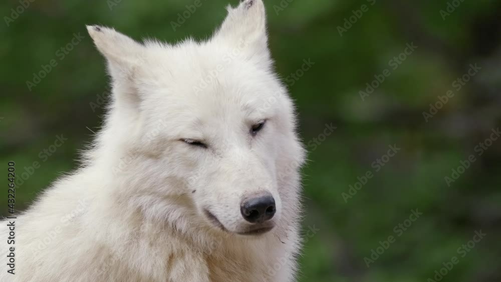 Arctic wolf (Canis lupus arctos) face, white animal portrait, beast looking into the camera Arctic wolf (Canis lupus arctos) face, white animal portrait, beast looking into the camera