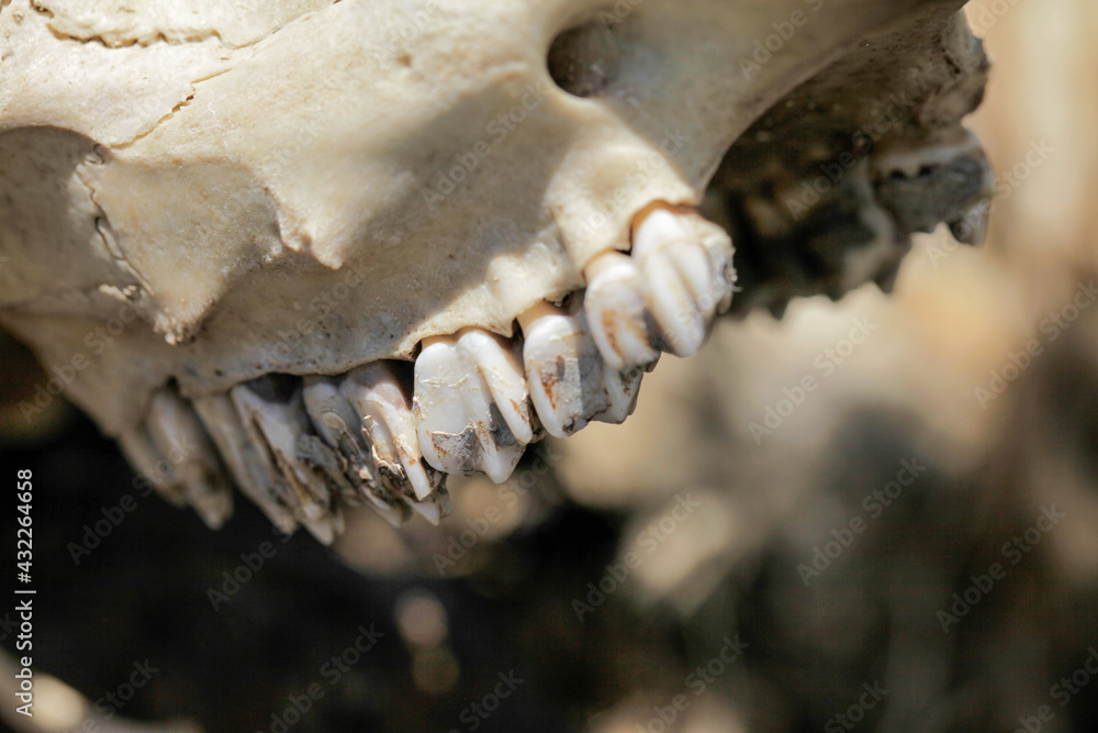 Skeleton Teeth