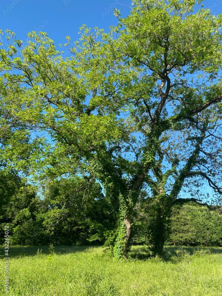 blooming tree