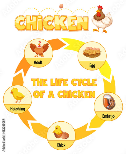 Diagram showing life cycle of Chicken